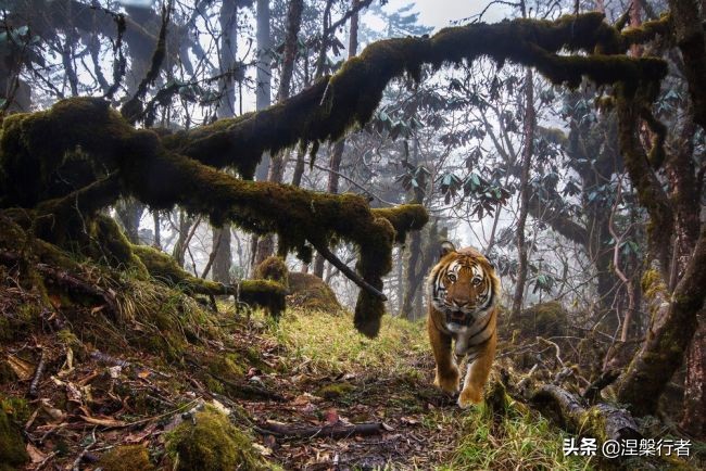 50种珍稀保护动物,为什么人类应该保护濒危物种