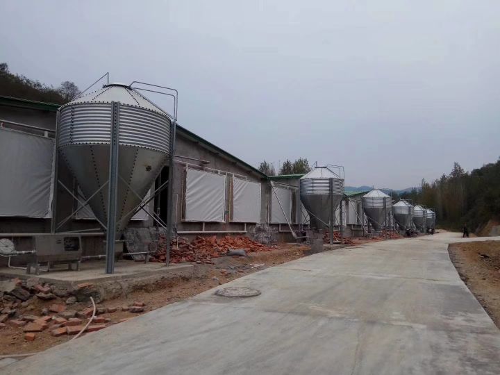 夏季猪食欲下降的原因该如何解决,猪食欲差是怎么回事