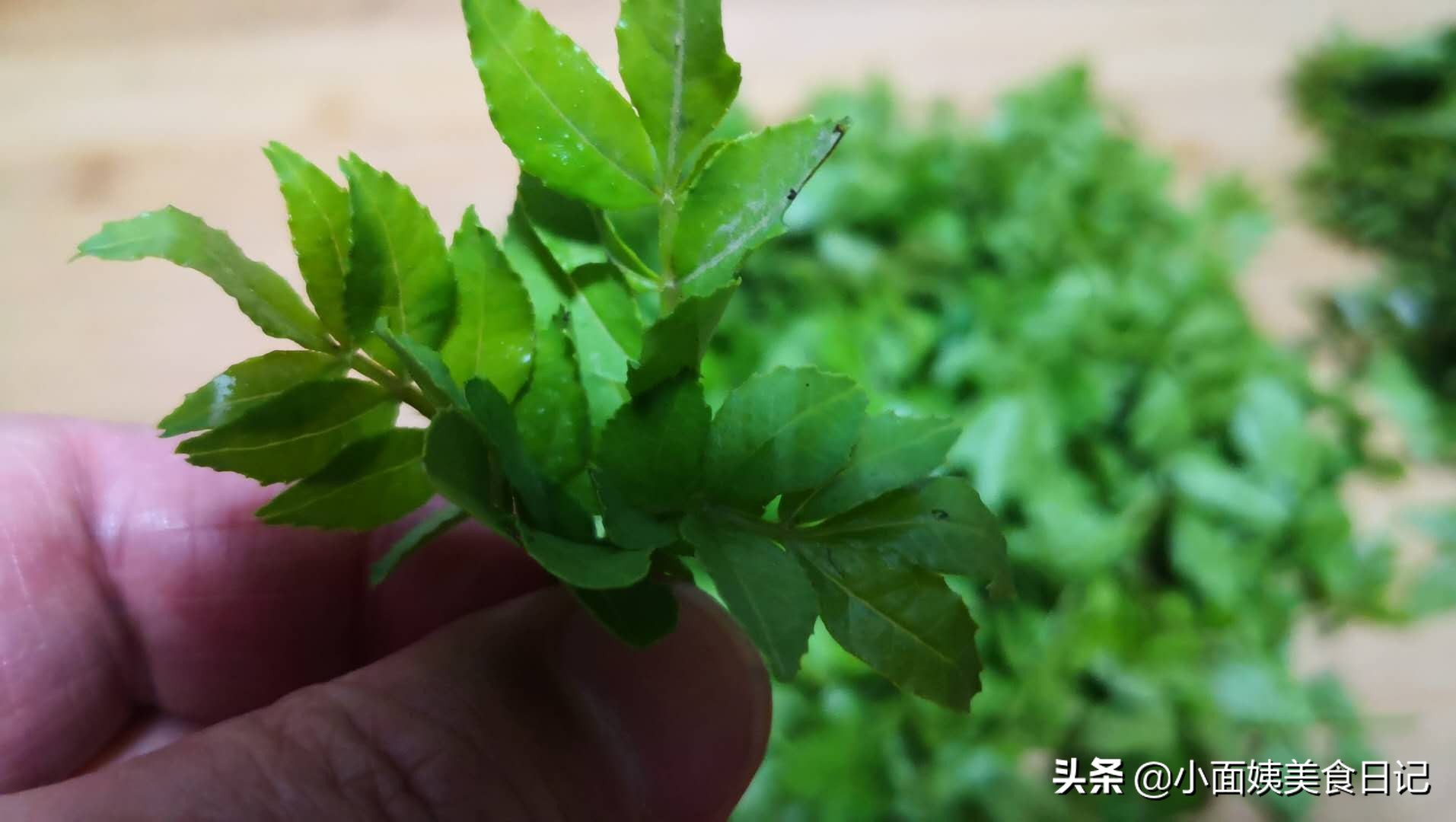 采摘花椒妙招,摘花椒前椒芽怎么处理