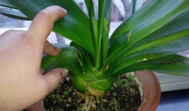 花生壳可以直接垫君子兰花盆底吗,君子兰换盆可以掺入一些鸡蛋壳吗