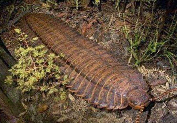 蜻蜓为什么3亿年不进化,史前巨型蜻蜓体长二米