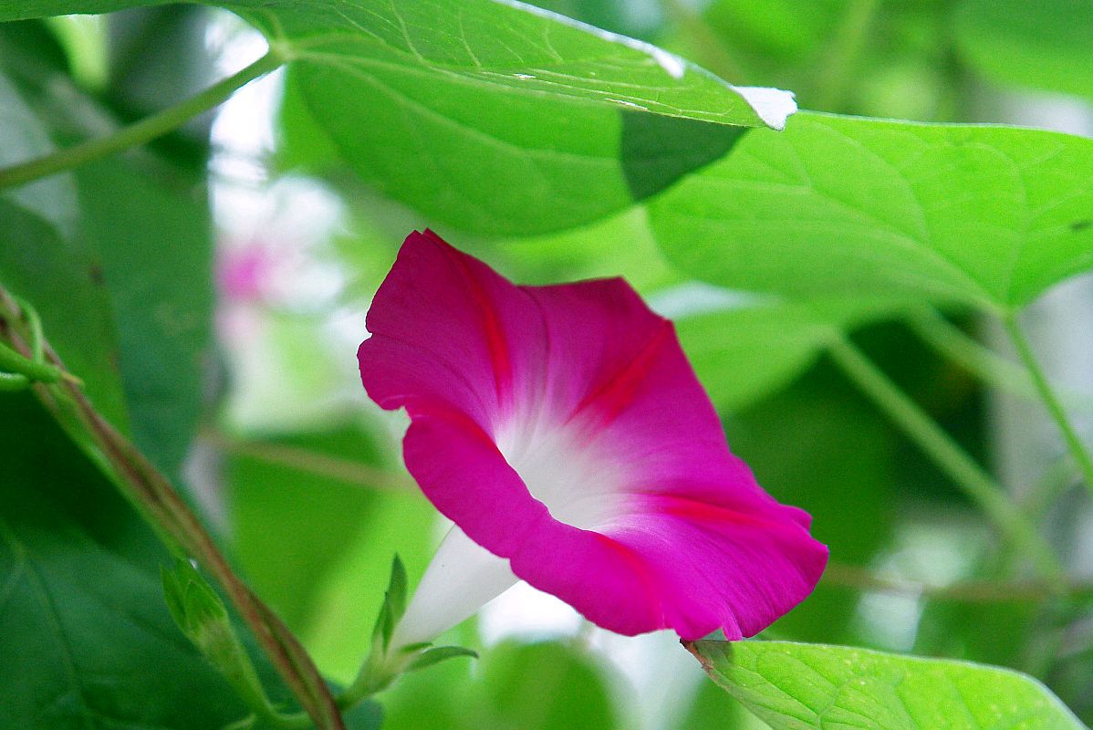 读古诗词草木芬芳,读古诗欣赏