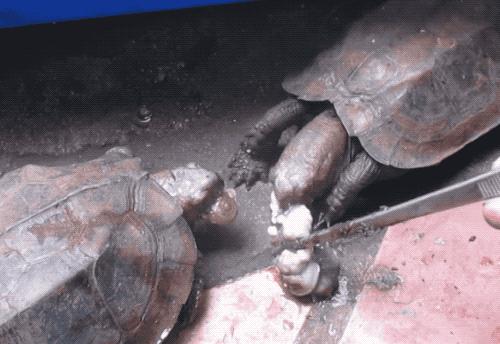 八角灵龟是不是保护动物,锯缘龟八角灵龟