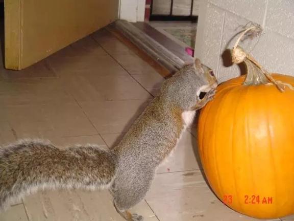 我的“大尾巴”,你在异国他乡还好吗?