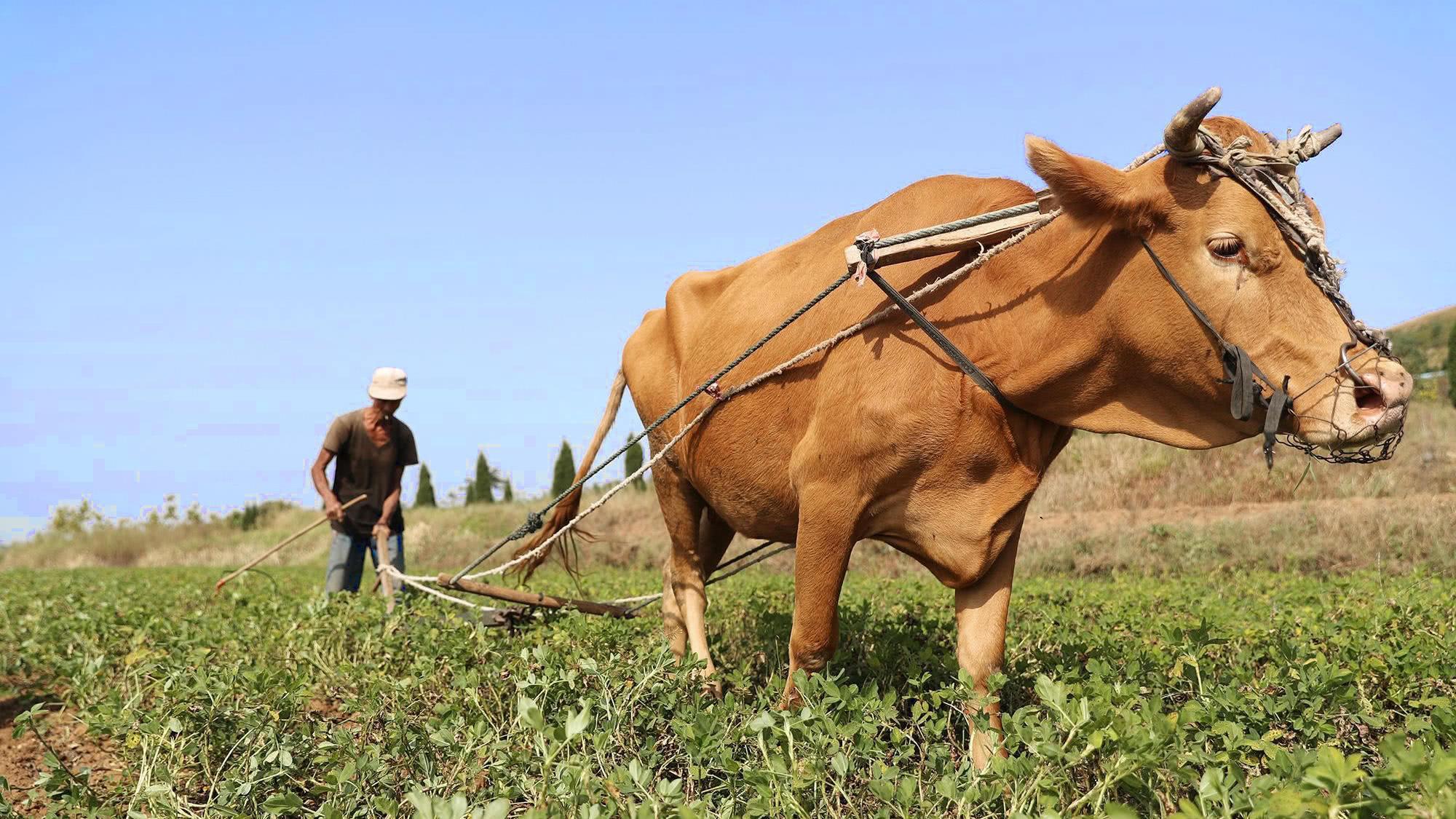 知青往事北京知青娶陕北姑娘,知青往事北大荒的北京知青