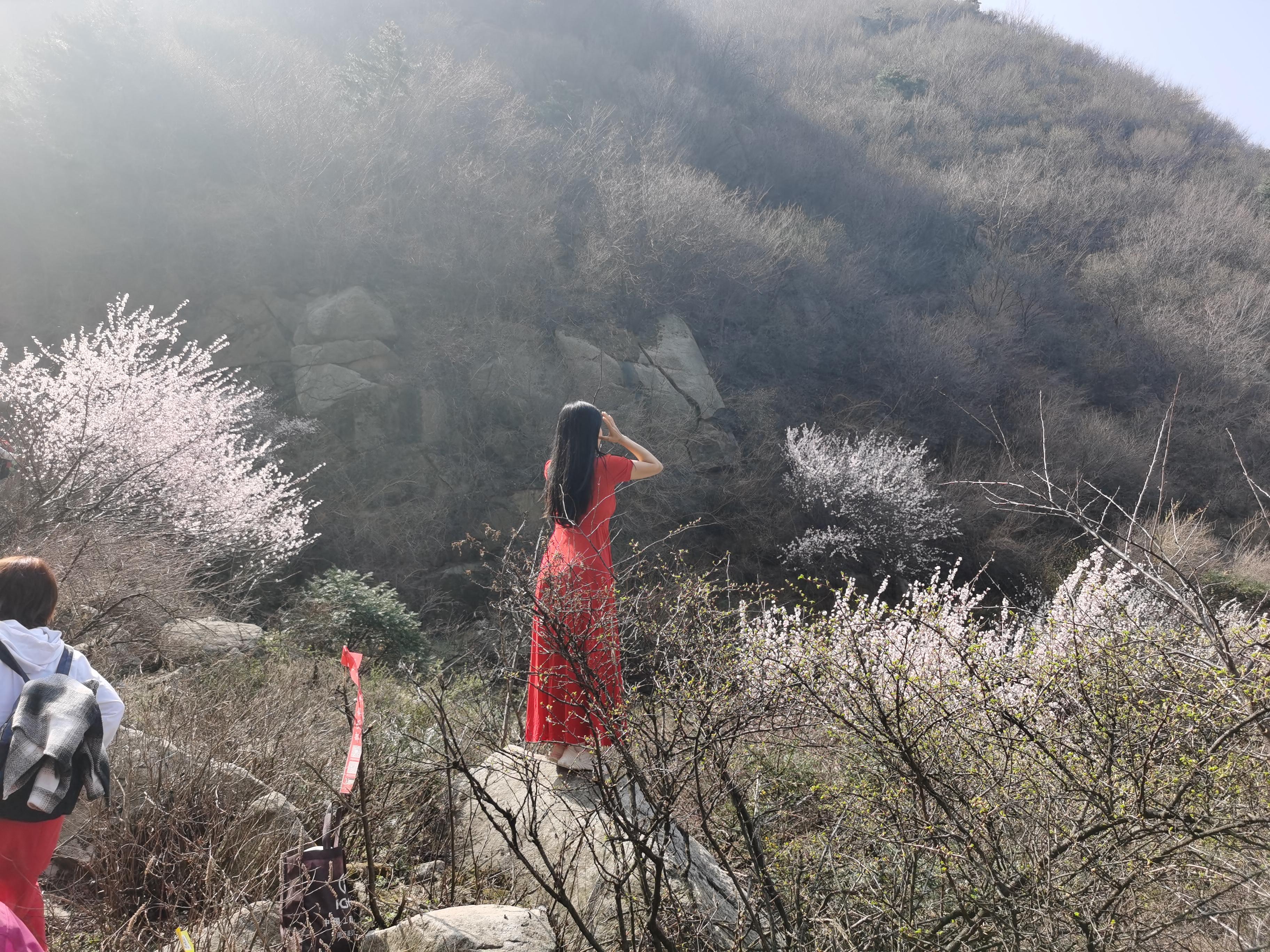 桃花依旧笑春风散文,关于桃花依旧笑春风的散文