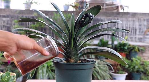 水果皮厨余垃圾是怎么变成肥料的,香蕉皮用来养花的几大作用