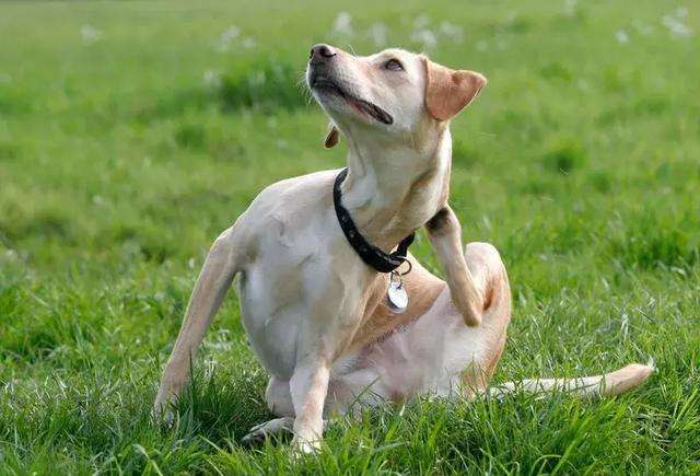 狗狗的跳蚤会跳到人身上吗,猫身上的跳蚤会传染给人吗