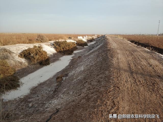 稻田盐碱地用什么肥料好,盐碱土地用什么肥料最好