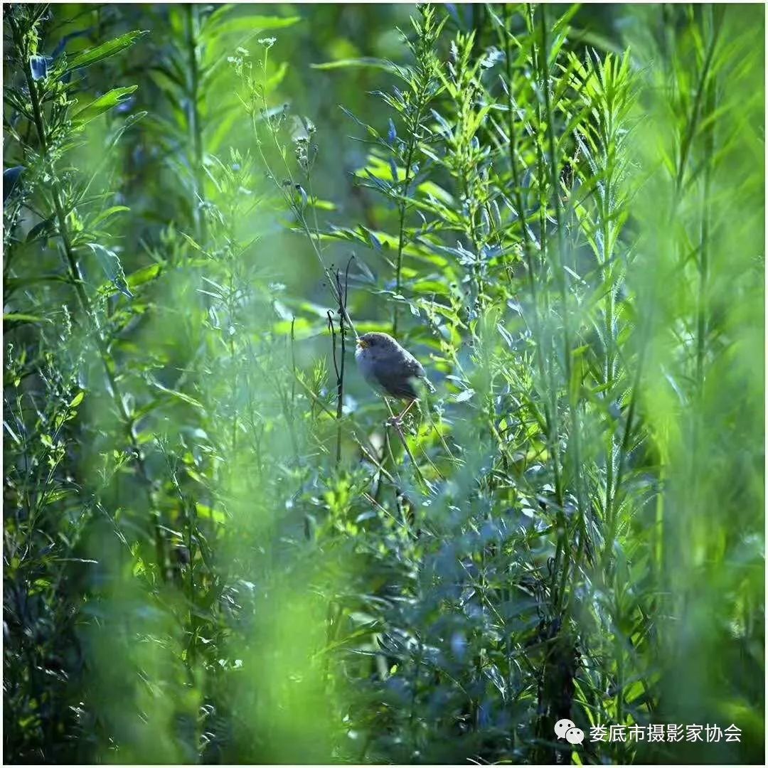 最新风景摄影小品欣赏,娄底景观小品