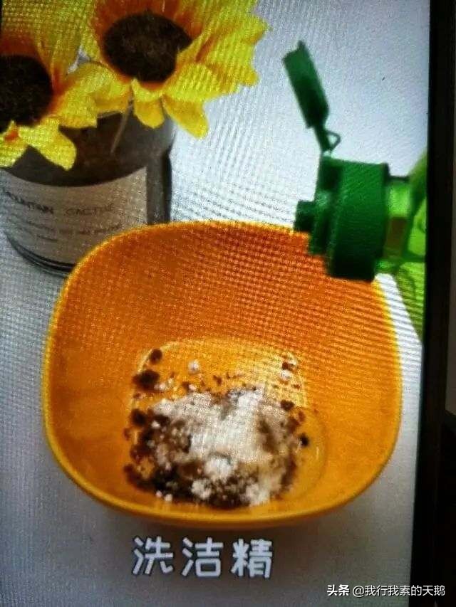 清理家庭蟑螂有效的蟑螂药,不用买蟑螂药轻松搞定烦人的蟑螂