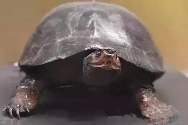 你知道乌龟能活多少岁吗,巴西涂了漆的龟能活多久