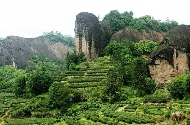 中国十大名茶最新排名,中国十大名茶