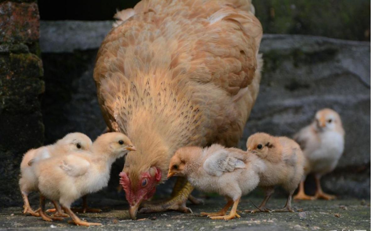 萧习华的散文《飞扬的红盖头》