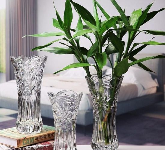 富贵竹怎么养才不黄叶能更旺盛,富贵竹怎么养才能更旺盛小技巧