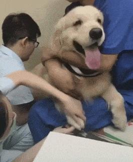 猫狗必备的药,收藏必备药品