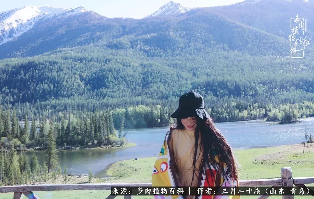 有多肉，有狗狗，给生活多一点惊喜