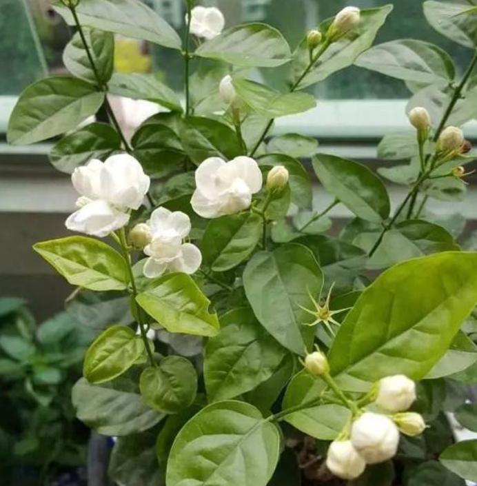 睡眠不好什么花助睡眠,失眠适合养什么花泡水喝