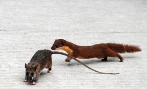 黄鼠狼为什么叫做黄大仙科学原理,老祖宗为什么说黄鼠狼不能抓