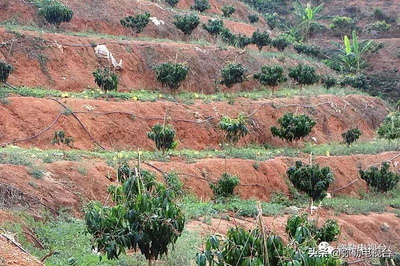 弥勒千亩西瓜熟了！黄心瓜、红心瓜、小香瓜…你喜欢哪种？