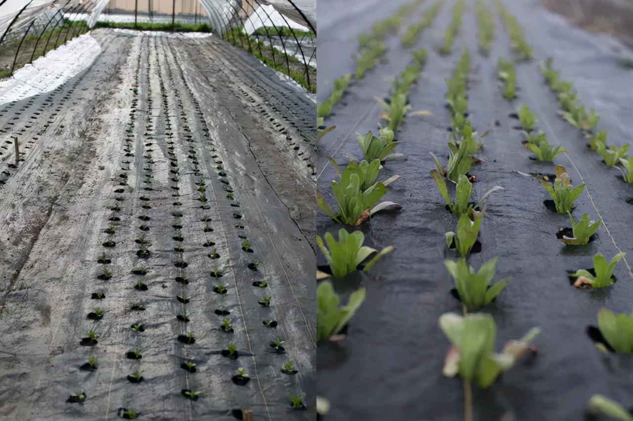 十月花事丨花园覆盖地膜好处多：除草、保暖、保湿、防虫