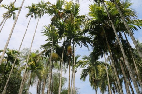 了解西双版纳的风俗和民族文化,西双版纳哈尼族特色民族文化