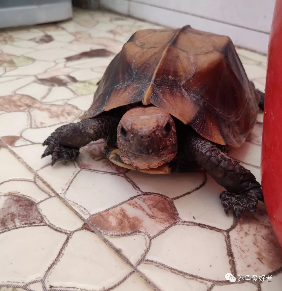 为什么养龟多年却不长大,养龟知识100条解决养龟常见问题