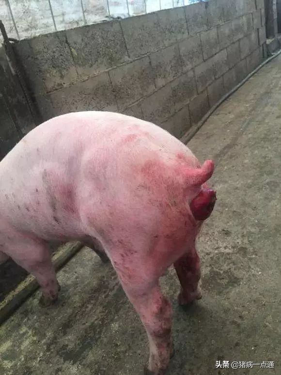 猪脱肛水肿严重最快解决方法,养猪人猪拉的便怎么处理