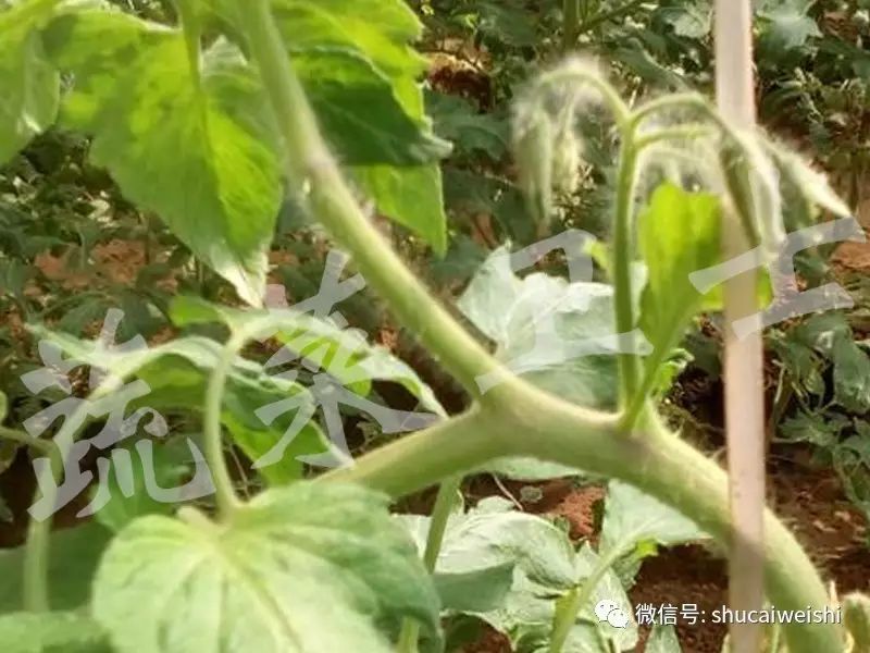 番茄生长点消失的原因,番茄顶端新芽卷曲萎缩不生长