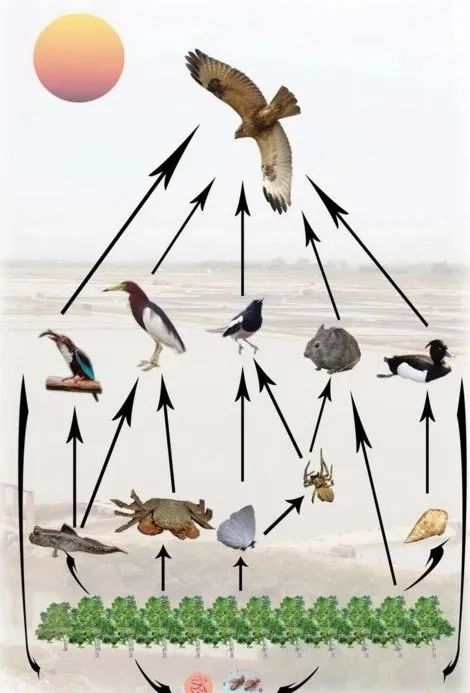 深圳湾在哪里,深圳湾是什么区的