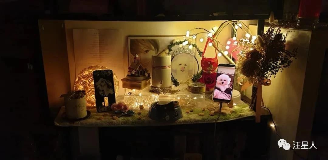 狗狗心脏病突发死亡需要多长时间,11岁的狗狗死了