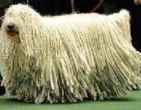 中国有什么名贵的狗,俄罗斯名贵狗价格