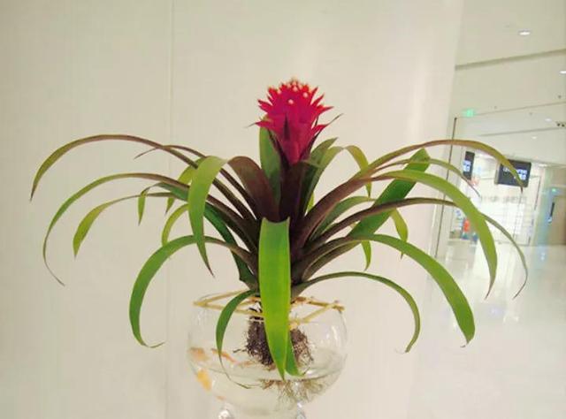 水培郁金香花期过后怎么处理叶子,4种花适合新手养漂亮好养