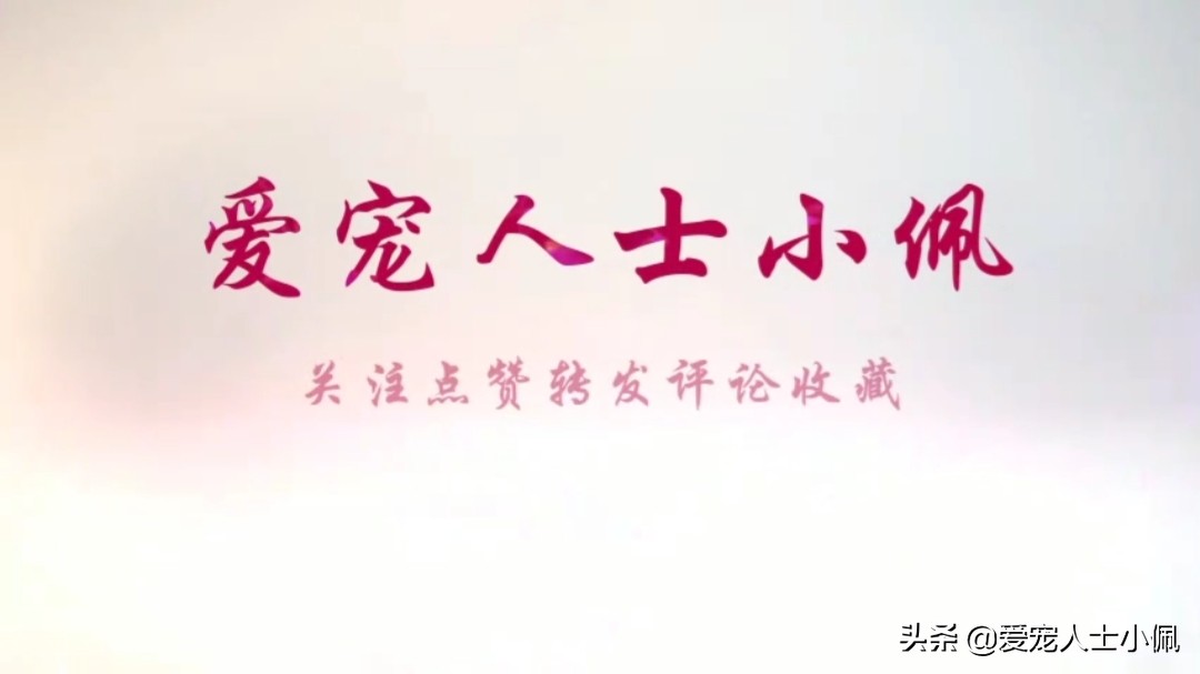 狗狗急性肠胃炎养狗攻略,成年狗狗肠胃炎自己怎么治疗