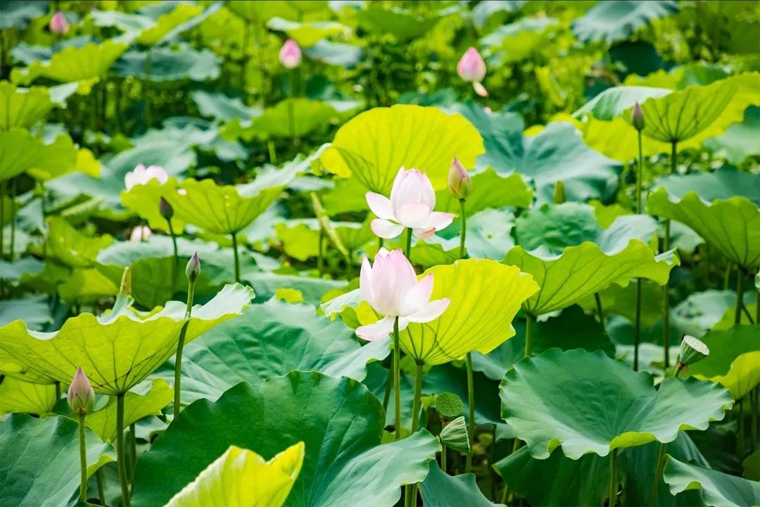 深圳3号线有哪些可以玩的,深圳7号线攻略