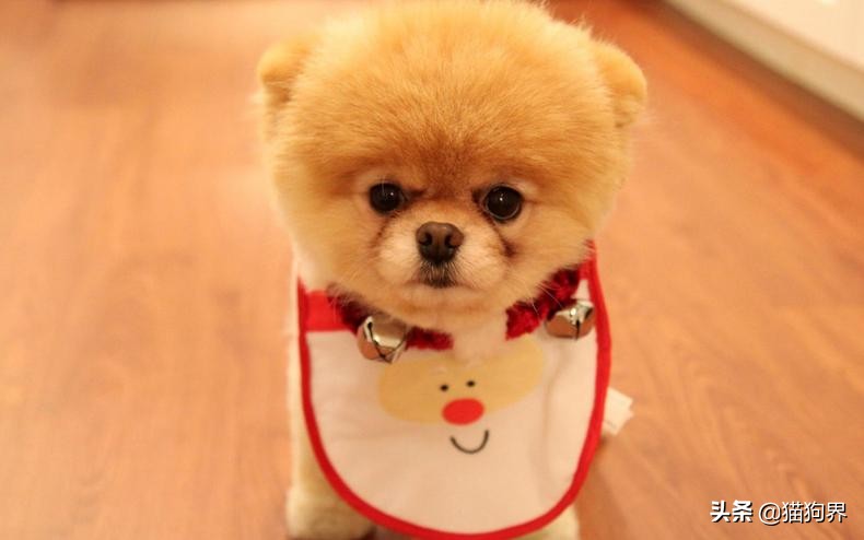 哪种狗狗体型非常小又比较好养,狗狗种类什么狗最好养又听话