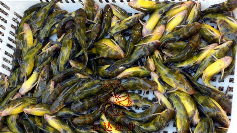 一亩鱼塘养殖草鱼一年收入,一亩鱼塘养殖黄骨鱼可以赚多少钱