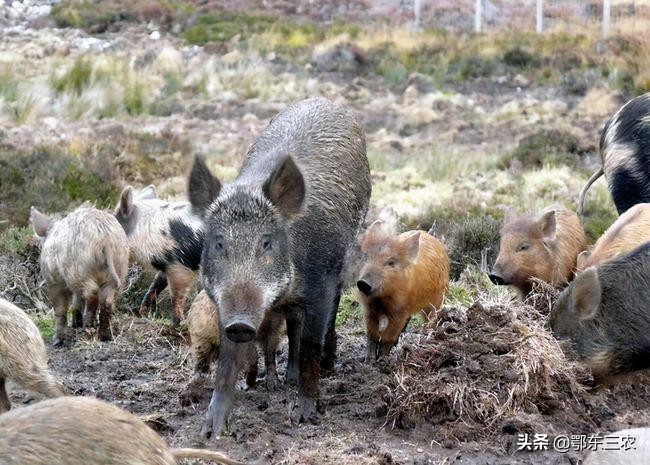 陕西省防控野猪最新消息,陕西关于野猪保护政策