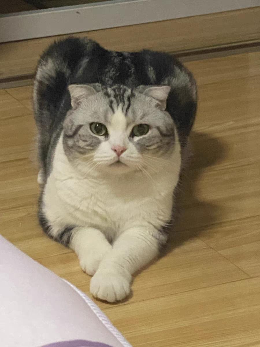 什么牌子的猫粮性价比高还安全,什么猫粮最好良心猫粮排行榜