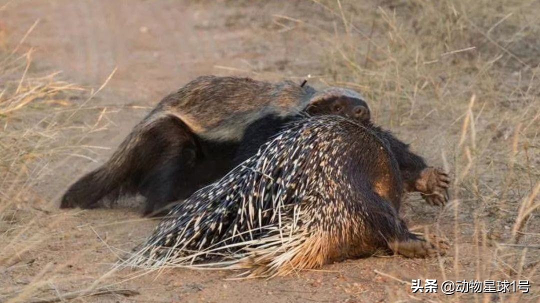 平头哥蜜獾照片,蜜獾平头哥动物科普