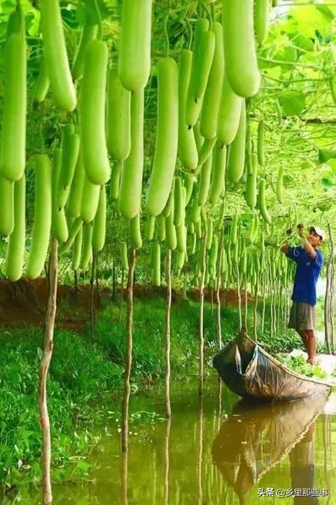 惊艳,百年罕见的绝世美照