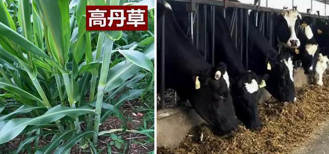 高粱全世界都有吗,高粱为何如今在中国很少见了