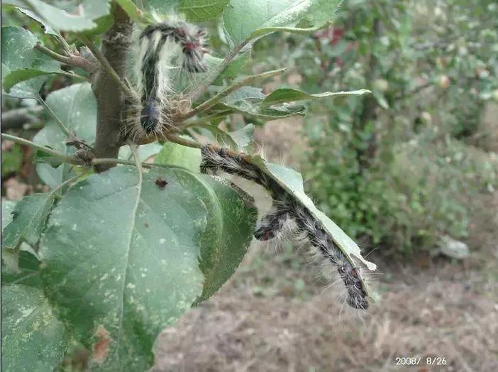 樱桃常见虫害有哪些,樱桃虫害最佳防治方法