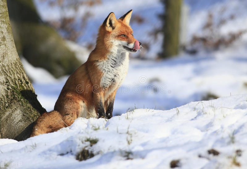 猎人对着狐狸开了一枪但猎人死了,猎人向狐狸开了一枪猎人却死了