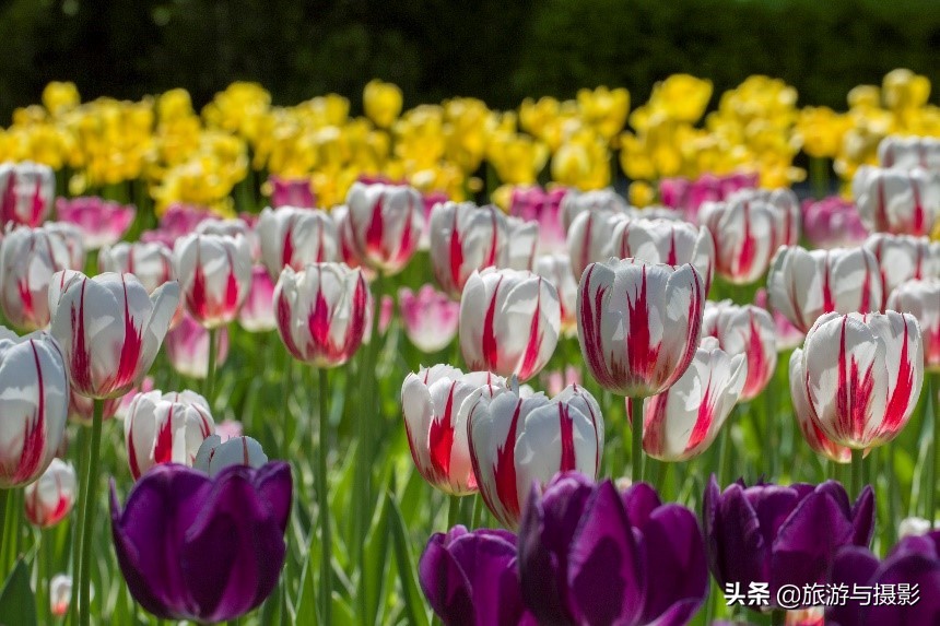 郁金香诗句经典五言,郁金香古诗词