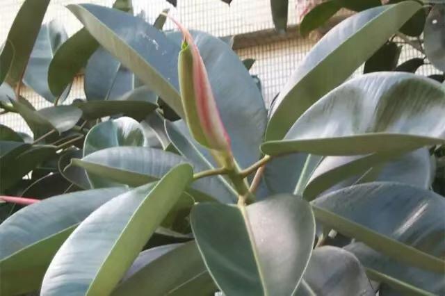 几种方法除甲醛最有效,新房除甲醛哪种植物最好最有效