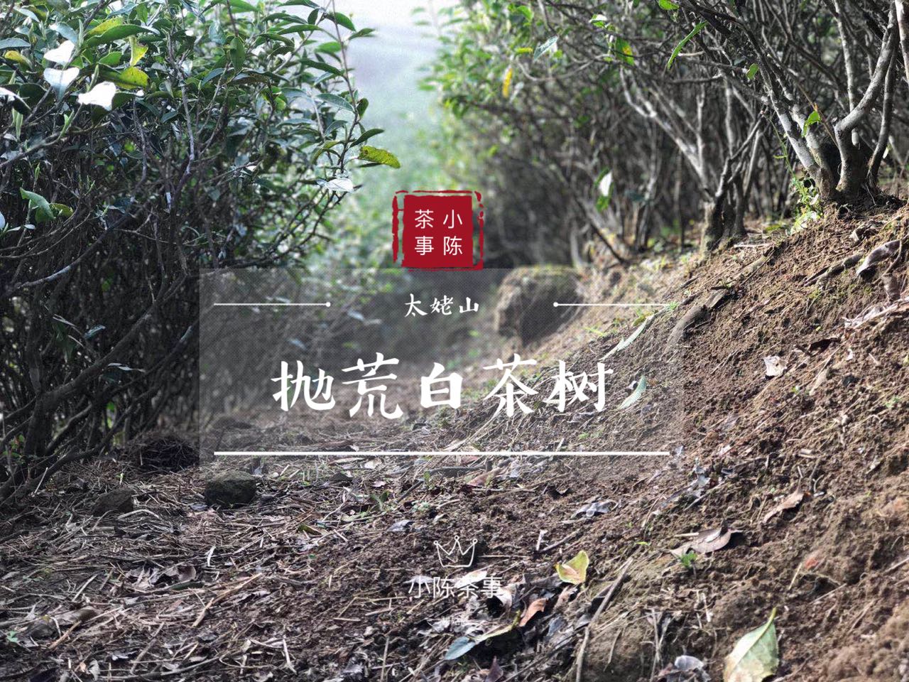 白毫银针和金骏眉是同一种茶底吗,绿茶龙井红茶金骏眉白茶白毫银针