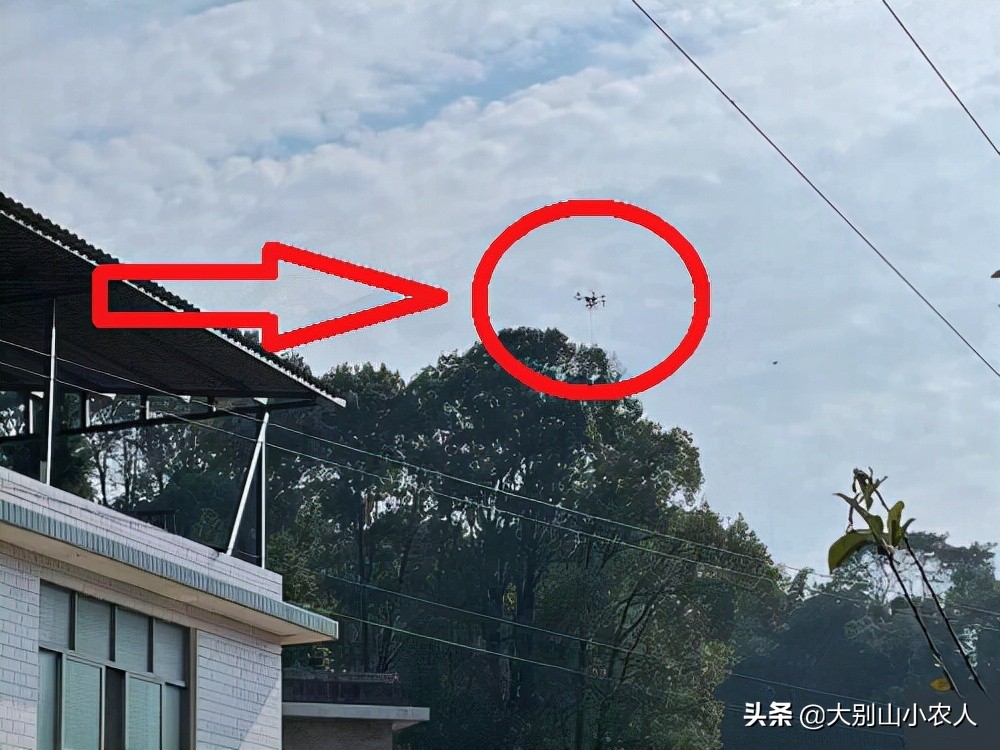 马蜂被蜇死亡,摘马蜂窝挂树上24小时殒命