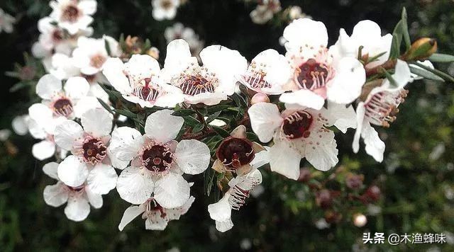 新西兰蜂蜜麦卢卡骗局,央视报道新西兰麦卢卡蜂蜜