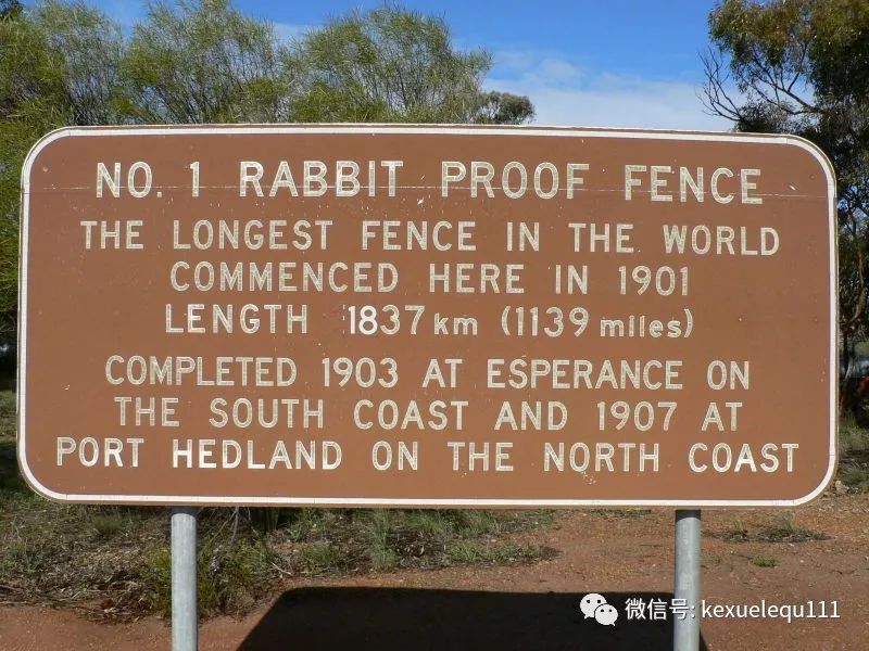 杀死一只兔子的预兆,杀死兔子的方法